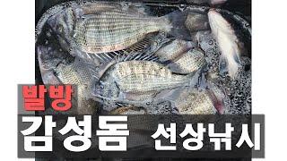 "삼천포발방" 감성돔 지금은 선상이 차선책 !! (고기많음)