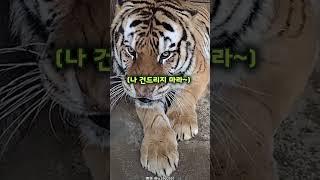 보는 순간 오줌 찔끔 지린다는 호랑이 표정 a creepy tiger's face