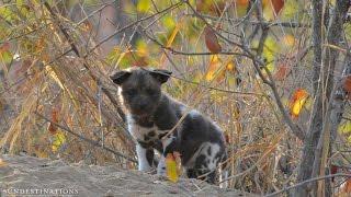 African wild dogs feed their pups