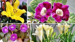 TOP 10 WINTER Flowers To GROW From Bulbs, Tubers, Corms & Rhizome