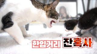 잡아먹히는건가? : 병맛 고양이 예능 2편 | 고양이 산책