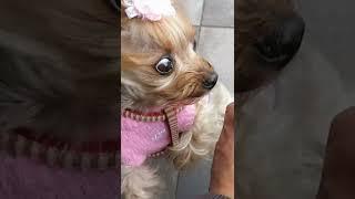 アイスクリームに驚くヨーキーらん/Yorkie surprised by ice cream