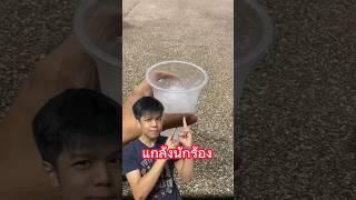 นี่คือการแกล้งนักร้อง ไม่ให้ร้องเพลงได้ครับ