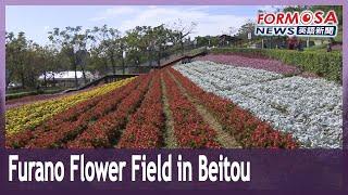 Beitou recreates Furano flower field｜Taiwan News