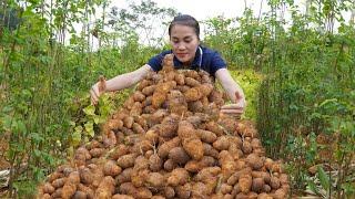 Harvest yellow YAM tubers (CU TU) - The type that grows in very large patches Goes to market sell