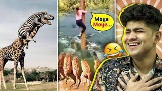 जानवरों की ये मज़ेदार हरकतें कर देंगी पेट मे दर्द FUNNIEST ANIMAL MOMENTS CAUGHT ON CAM