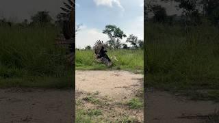 Hawk eagle fly down to hunt bird of prey
