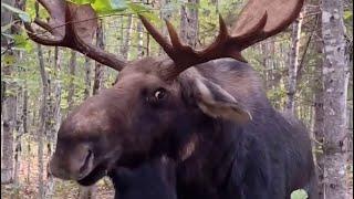 Man Cornered By Giant Moose Giving CRAZY EYES! #PatGeo