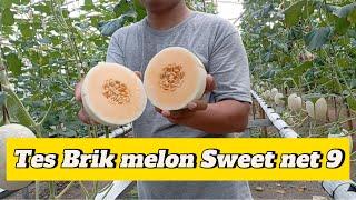 tes brik melon sweet net 9 | melon hidroponik | melon berkebun di rumah