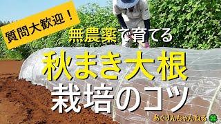 【大根の育て方】種まきと害虫対策【有機農家直伝！無農薬で育てる家庭菜園】