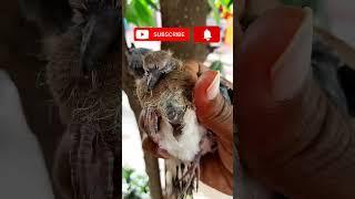 Indian Dove Bird baby rescued #birds #wildlife