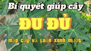 EP 17 : Bí quyết giúp cây " ĐU ĐỦ " luôn mập khỏe và lá luôn xanh mướt.