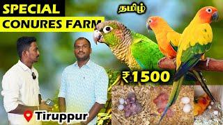 ரூ.1500 முதல் Special Conures Farm | Tiruppur | Vasanth Diaries #sunconure #cocktail