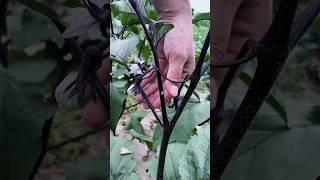 Eggplant & Tomato Pruning Techniques #farming #agriculture