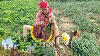 Grandma came to visit, bringing immense love. Harvesting palanquins to sell