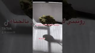 تكثيف الشعر وتطويلها بالحناء من تجربه