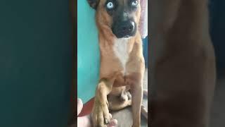 A pampered Dog #shorts #dog #pampereddog