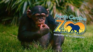 The Wild and Wonderful North Carolina Zoo