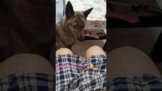 새벽부터 산책 가구싶어하는 댕댕이 #아리네TV#Jindo dog#shorts