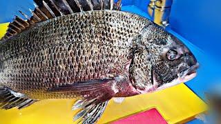 자연산 감성돔 회뜨기 , 낚시 , 2kg , 반올림 5짜 , black porgy , black sea bream