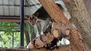 Grizzled grey tree kangaroo