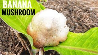 Banana mushroom || Mushroom recipe || Aditya world vlog