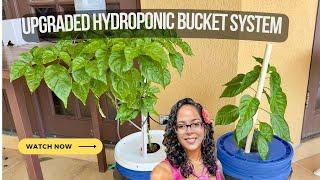 I Upgraded My Kratky Hydroponics Bucket System | Progress 41