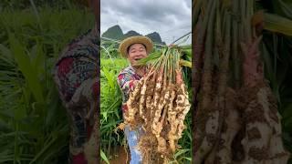 Grow fresh ginger easily, just loosen the soil and pull it out。       輕鬆種出鮮嫩生薑，只需鬆散土壤，一拔就出