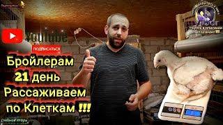 Бройлерам 21 день Рассаживаем по Клеткам! Плотность Посадки! Какая Должна быть Сетка!