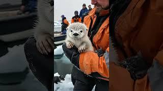 #cute #animals #fromtherivertothesea Fishermen rescue polar bears in the polar regions