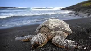 South Island Tour (Big Island of Hawaii) - Shaka Guide