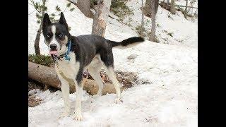 American Pitbull Terrier & Husky Mix : The Pitsky Dog