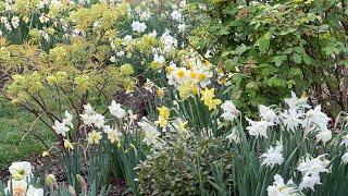  Spring Garden Tour - Daffodils - Kwanzan Cherry 