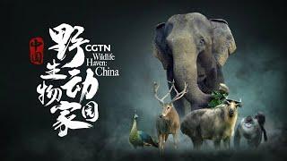 CGTN's 8K 'Wildlife Haven: China' reveals the country's amazing biodiversity