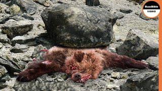 A Massive Stone Took The Life of a Mother Bear