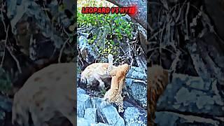 Leopard vs hyena #trending #animals #wildlife #hyena #leopard #youtubeshorts #shortvideo