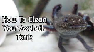 How To Clean Your Axolotl Tank (the RIGHT way)