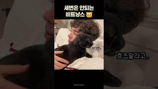 귀엽지만 삼세번은 참지않는 비트냥스 #귀여운 #고양이 #동물 #힐링 #웃긴영상