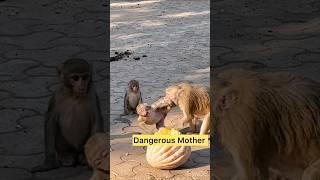 OMG! Wild Mother Monkey Attacked #shotrs #monkey #attack #monkeyvideo #bandar #mothermonkey