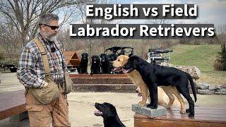 English vs Field Labrador Retriever | Which One Is Right For You? Episode 3