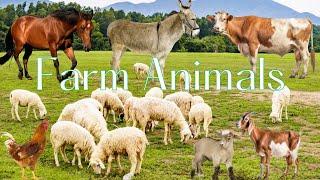 Farm Animals: Sheep, goats, horses, peacocks, golden dogs, dairy cows, crocodiles, birds, flamingos