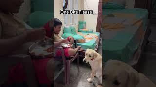 “Brotherly Bites: A Tail-Wagging Feast for Dog Siblings ”#dog #funny #labrador #shortvideo