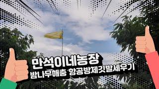 만석이네농장 밤나무병해충 항공방제깃발세우기