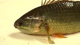 Walking fish poses threat to land animals