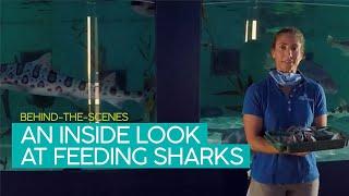 Birch Aquarium: An Inside Look at Feeding Sharks