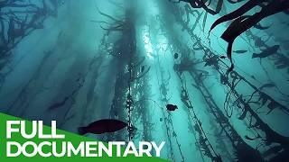 The Big Blue - Ocean Stories from Down Under | Episode 4 | Free Documentary Nature