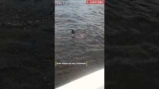 Fighting a BULL SHARK on a Tiny  Boat! Pt. 2 #shark #fishing #fortmyers #florida #river