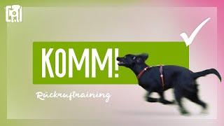 Rückruftraining - ein bombenfestes KOMM beibringen!