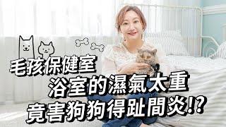 浴室濕氣害狗狗得趾間炎!?｜小姐愛美力