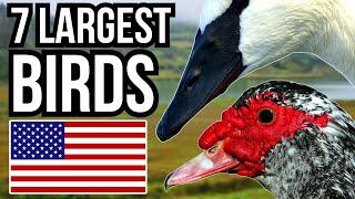 7 Of The Largest Birds That Can Be Found In The USA